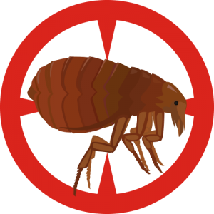 Pest Extermination | Poway Pest Control | Pest Control Poway