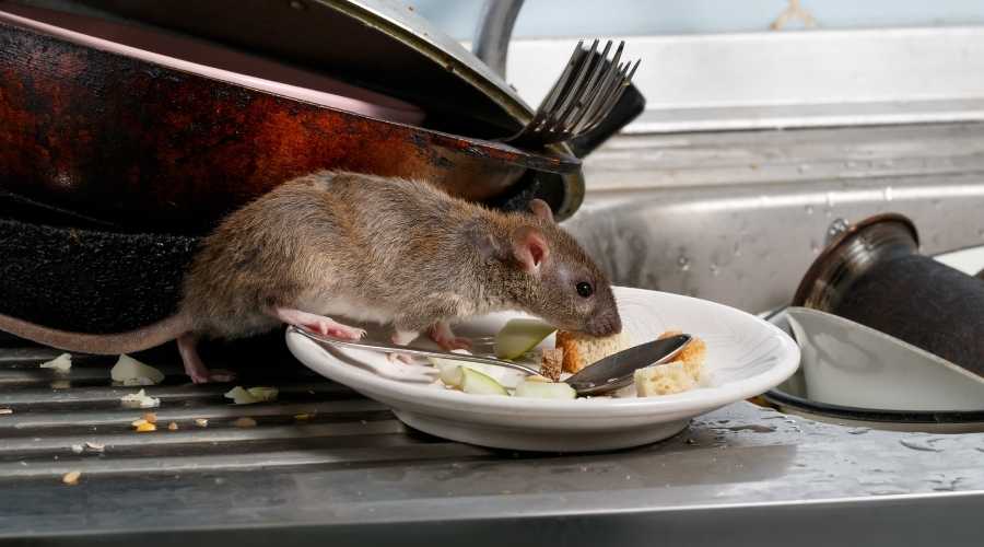 rat eating scraps on plate | About Us | Pest Extermination | Poway Pest Control | Pest Control Poway