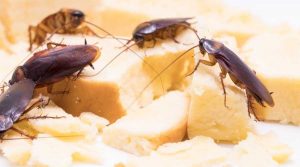 featured image - cockroaches eating cheese