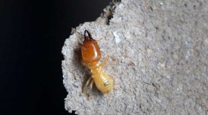 featured image - zoomed termite on rock