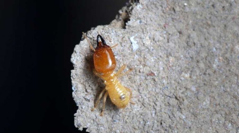 termite on rock | About Us | Pest Extermination | Poway Pest Control | Pest Control Poway