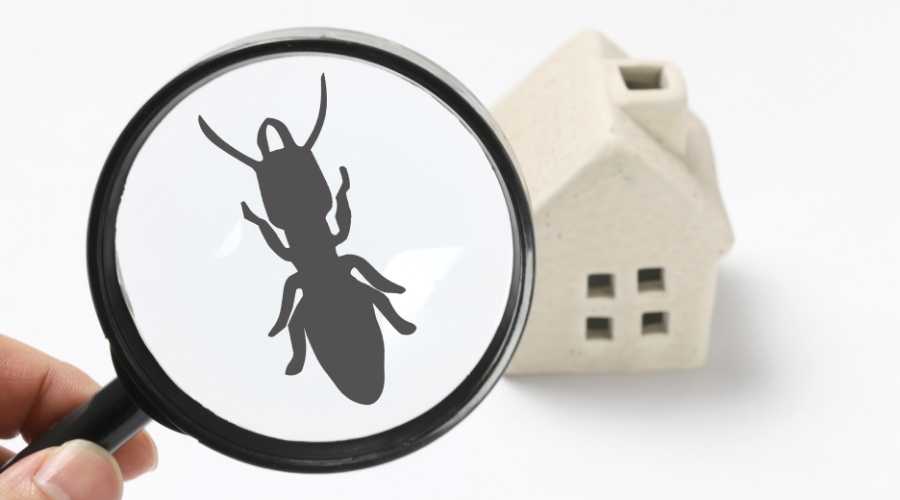 featured image - hand holding magnifying glass with termite