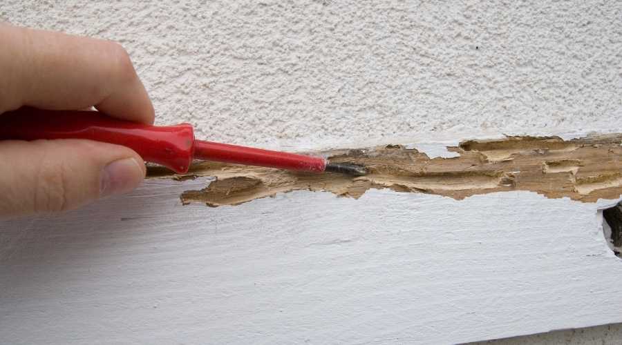 featured image - scraping termite mud tube |About Us | Pest Extermination | Poway Pest Control | Pest Control Poway