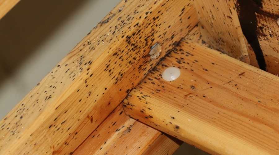 bed bug signs eng