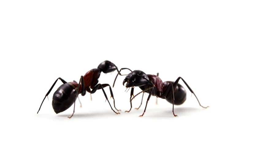 pest control - ants in home (esp)