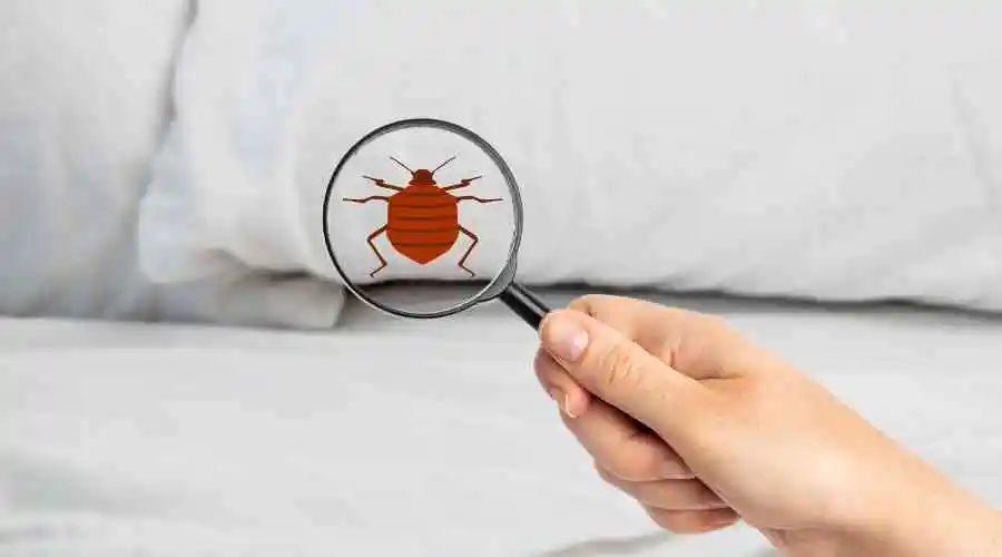 How Bad Is It To Have Bed Bugs In My Poway Home?