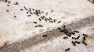 Getting Rid Of Ants In Your Poway Home The Right Way