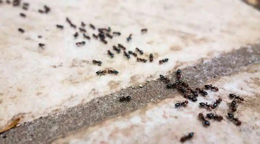 Getting Rid Of Ants In Your Poway Home The Right Way