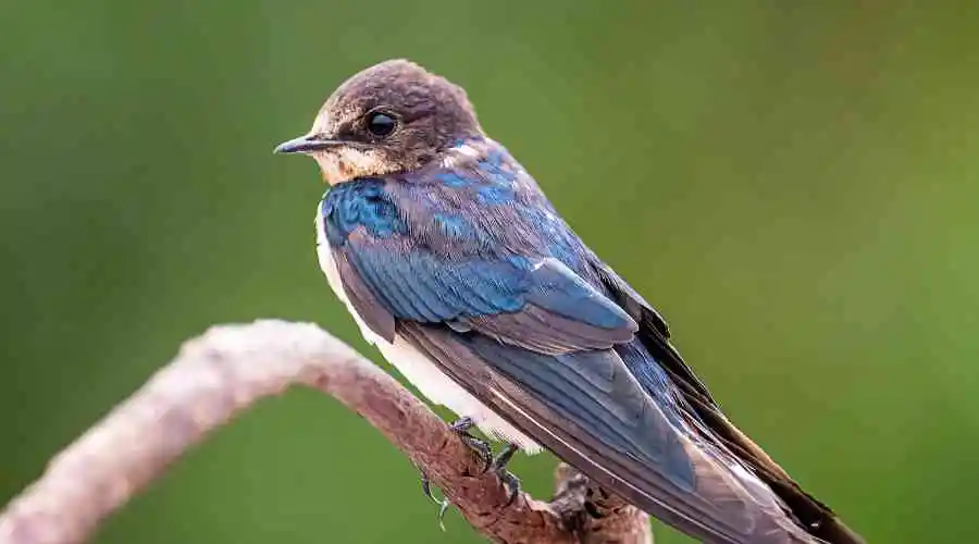 What Should I Do About Swallows Around My Poway Home?