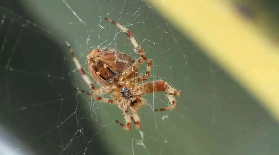 Spiders in Poway: The Complete Guide