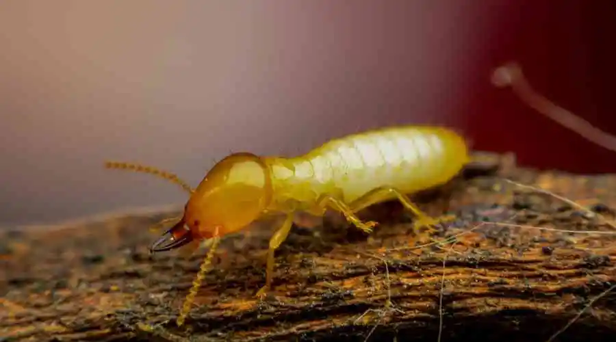 8 Things to Know About Termites in California