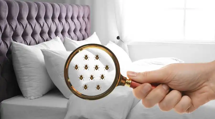 Can You Get Rid of Bed Bugs Yourself?