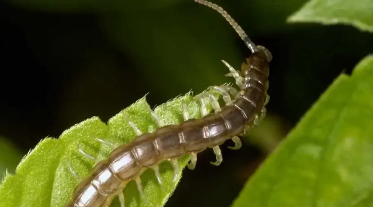 ​​How to Spot a Household Centipede Infestation