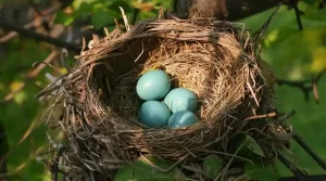 Getting Rid of Bird Mites | Poway Pest Control