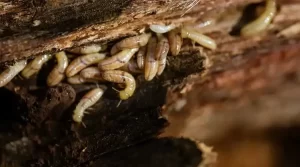 04 - termites invade homes