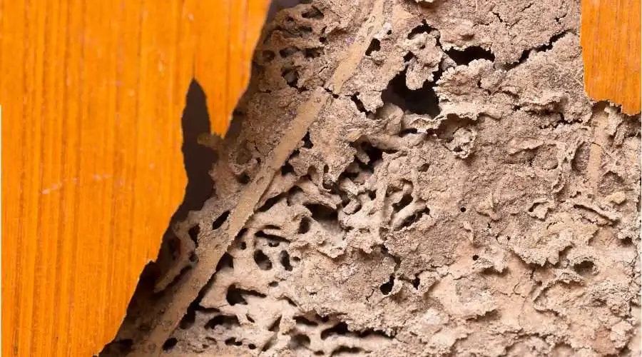 05.6 - termite facts and damage repairs