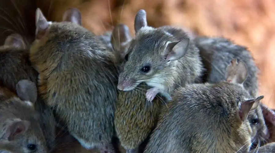 01.3 - how exterminators get rid of mice