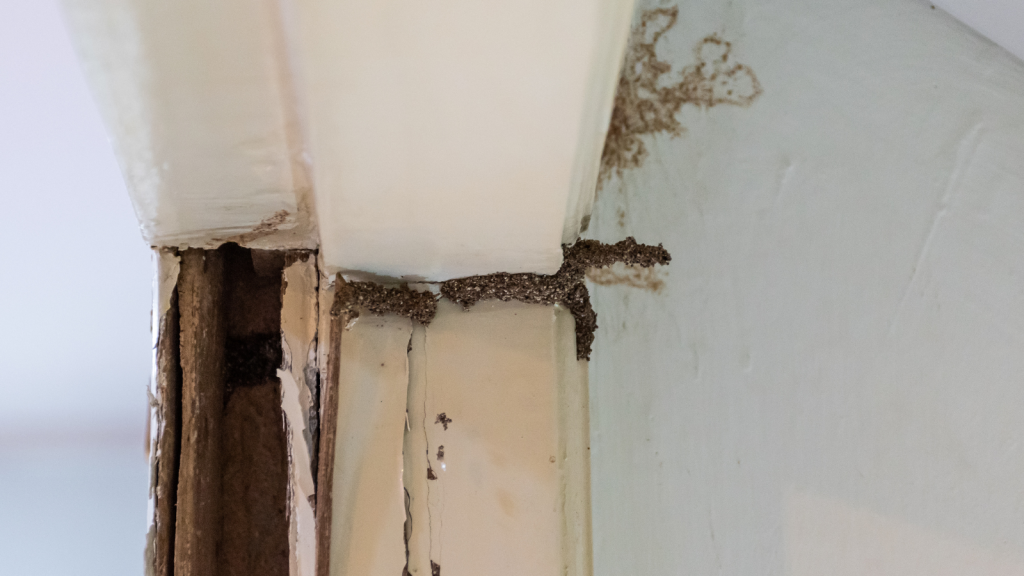termites