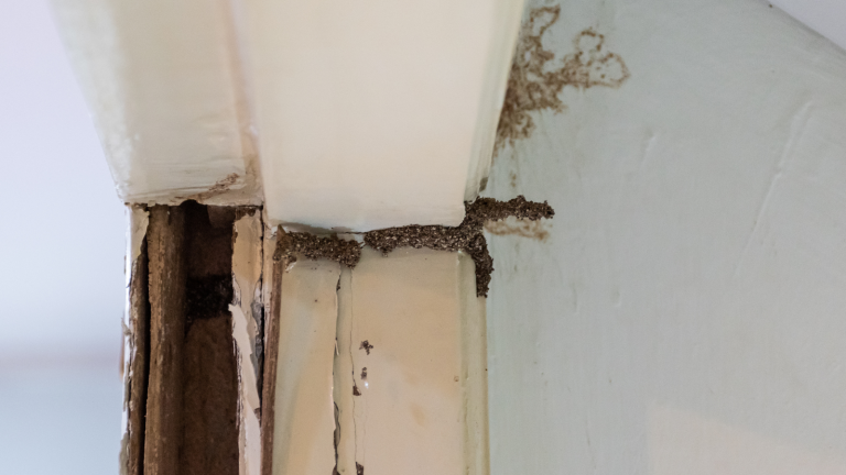 termites