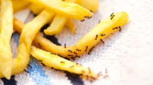 ants on fries